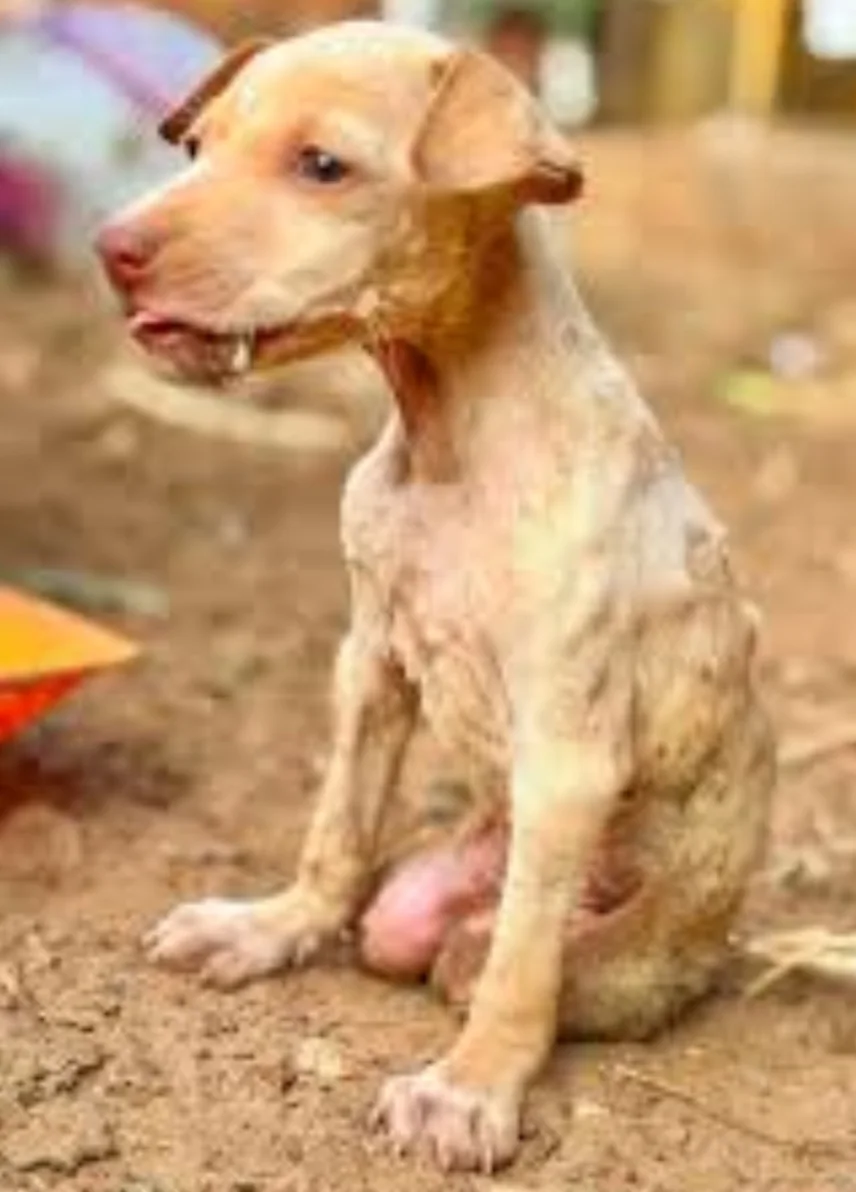 A young stray puppy