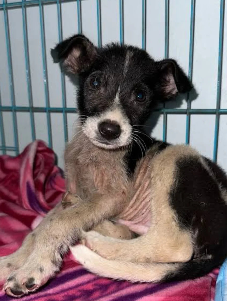 A rescued puppy receiving care