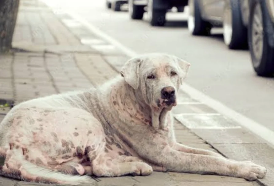 A stray dog resting near a roadside
