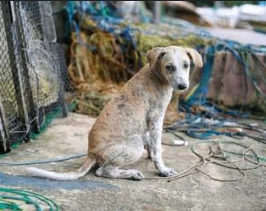 A stray puppy sitting near fishing equipment