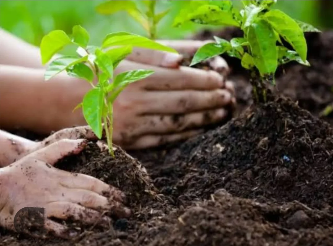 Hands planting young plants in soil