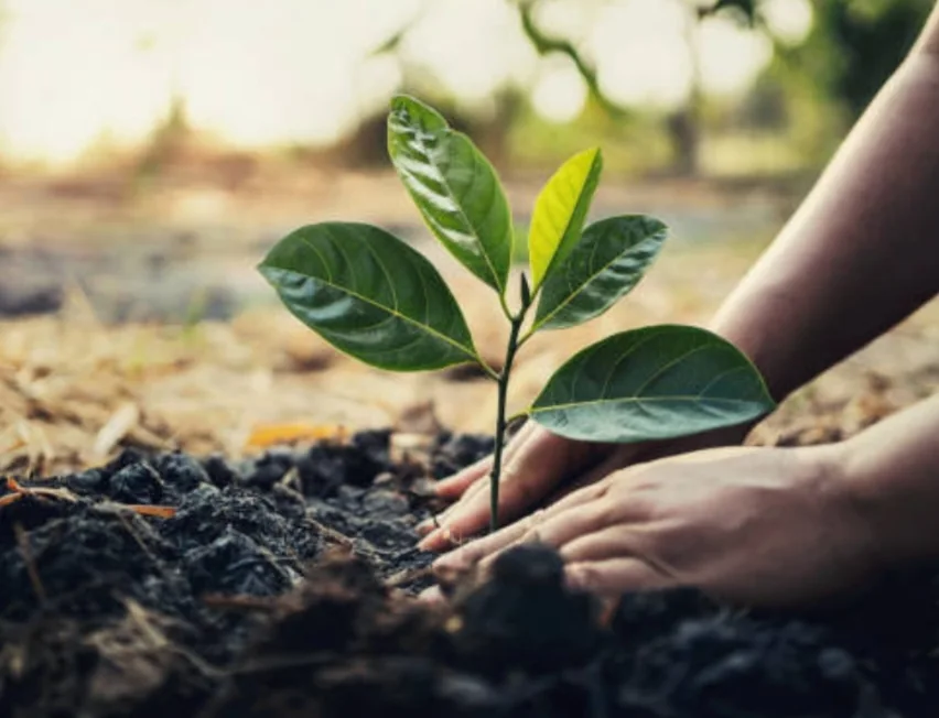 Hands planting a young sapling