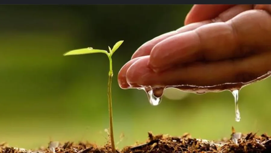 Hands watering a young seedling